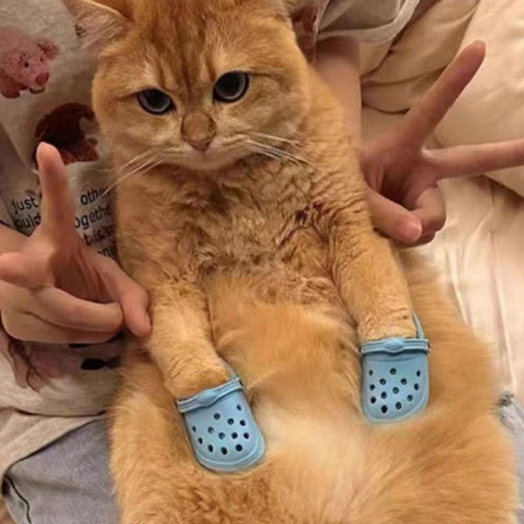 슈즈 신발 강아지 1쌍 사진 슬리퍼 고양이 촬영 소품