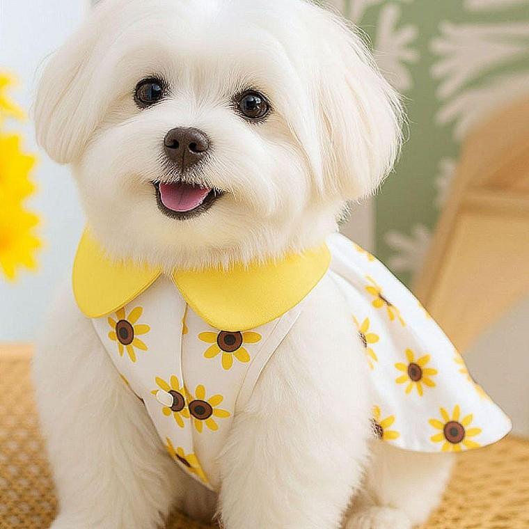 카라원피스 강아지 해바라기 카라 원피스 소형견