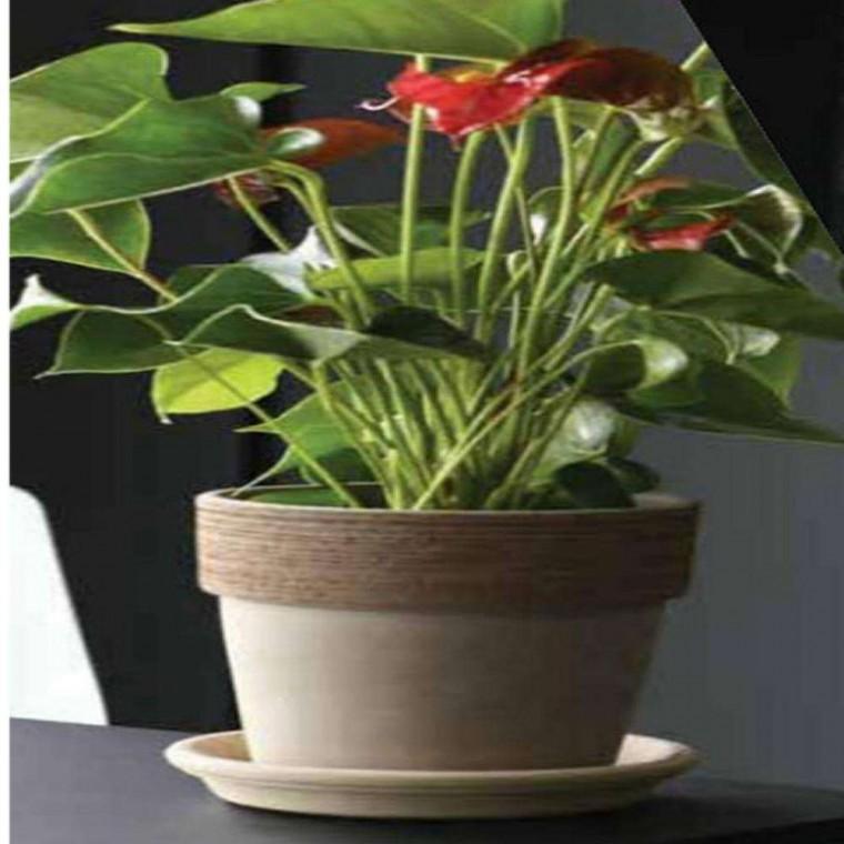 바소 알토 31x35cm 인테리어토분 예쁜토분 원형토분 이태리화분 미니토분