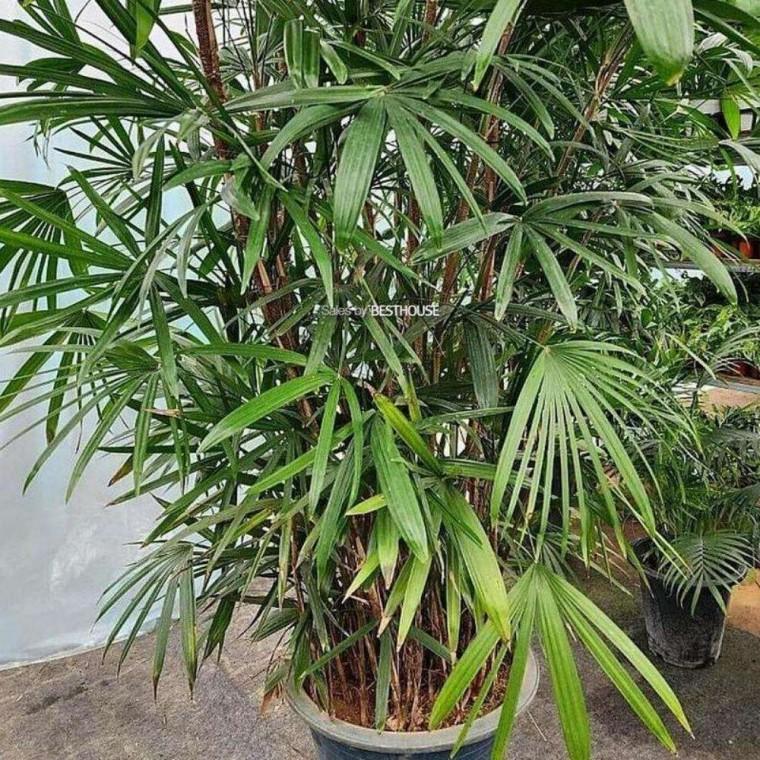 종려죽 약250cm 플랜테리어 베란다화초 거실화초 식물선물 럭셔리조화
