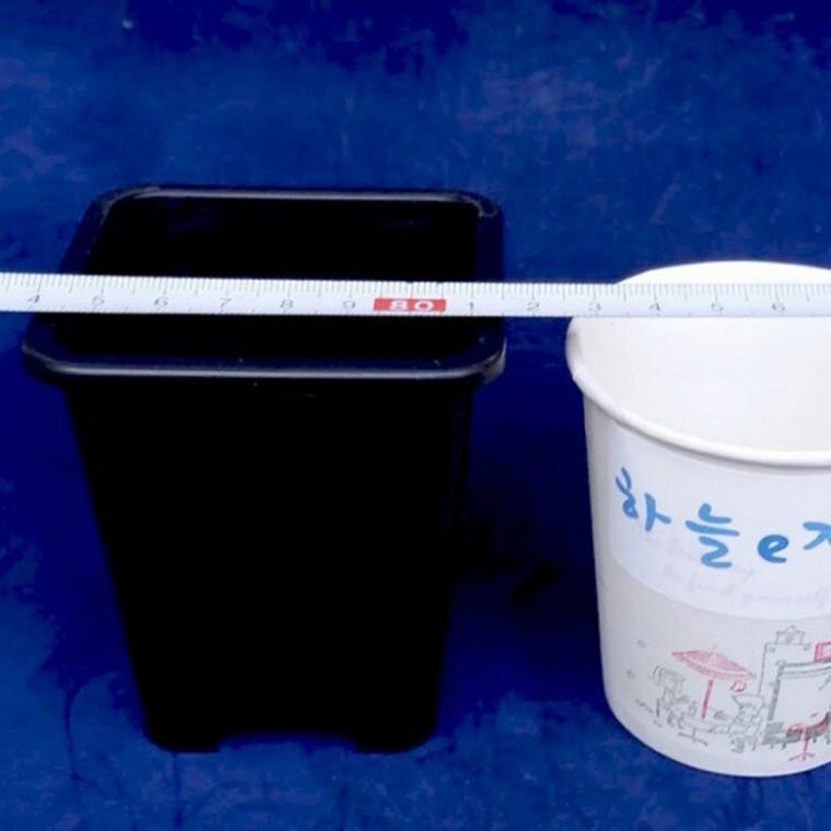 검정플분 1호 7.5cm 화분 1box (500개)