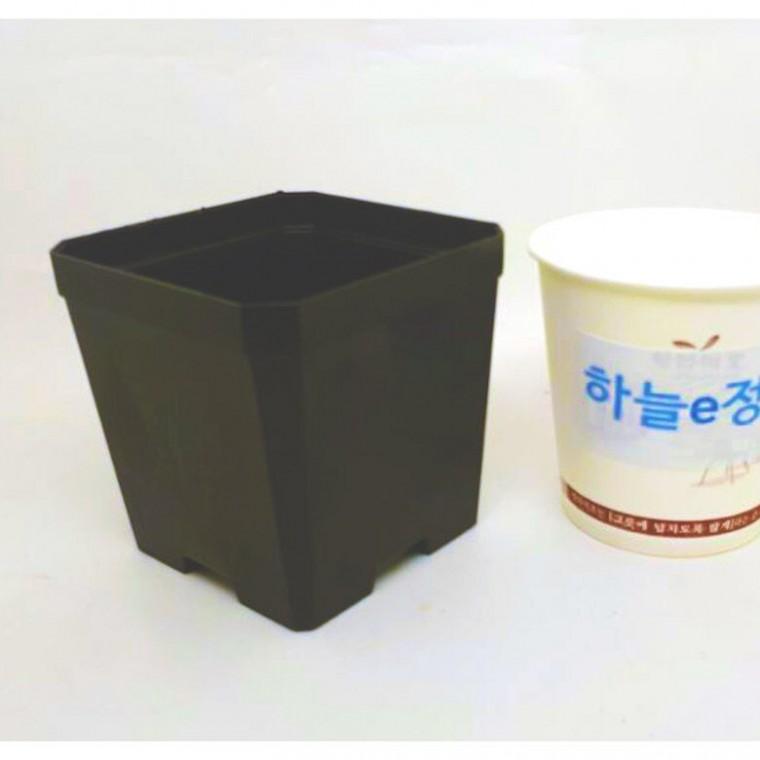 검정플분 7.5cm파종분 1box(800개)