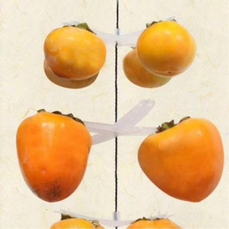 화이트 곶감걸이 4개걸이 25개 반건시곶감 감말리기