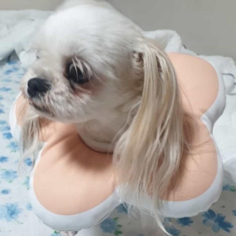 꽃 강아지 쿠션넥카라 핑크 M 푸들넥카라 강아지깔대기 강아지넥카라