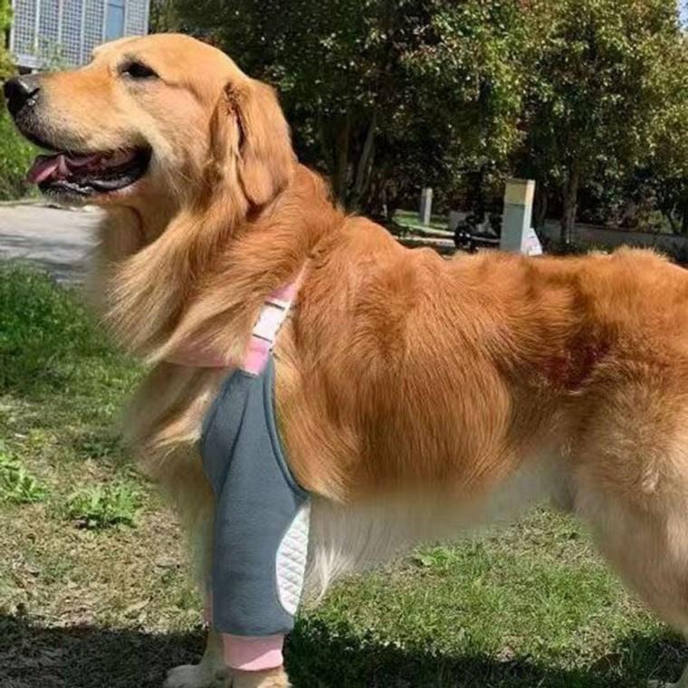 강아지 팔꿈치 슬개골 보호대 앞다리 보조기 반려견 밴드 아대