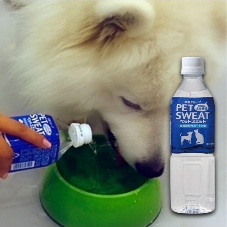 강아지 펫스웨트 이온 음료 500ml 1P 갈증 해소 산책