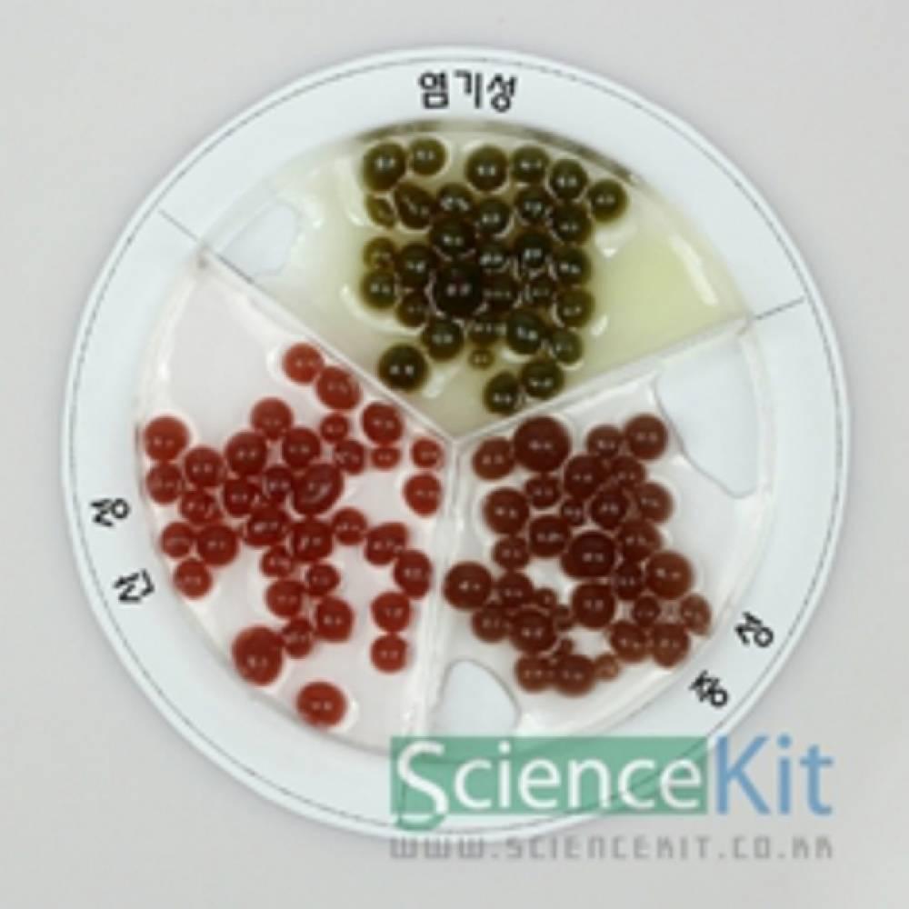 매직볼-자색고구마(4인용)