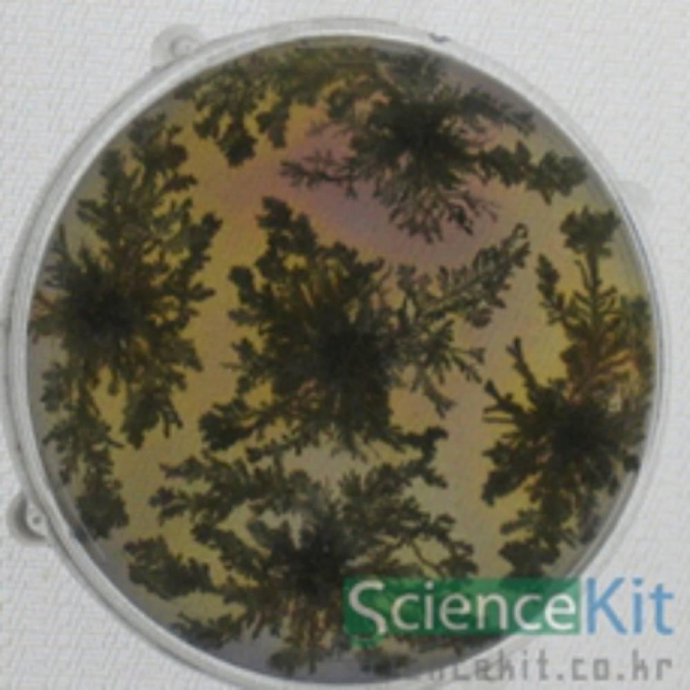 은나무만들기(12인용)