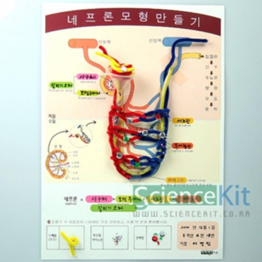 네프론 모형만들기(4인용)