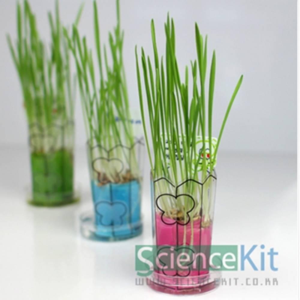 미니새싹화분-외떡잎보리(4인용)