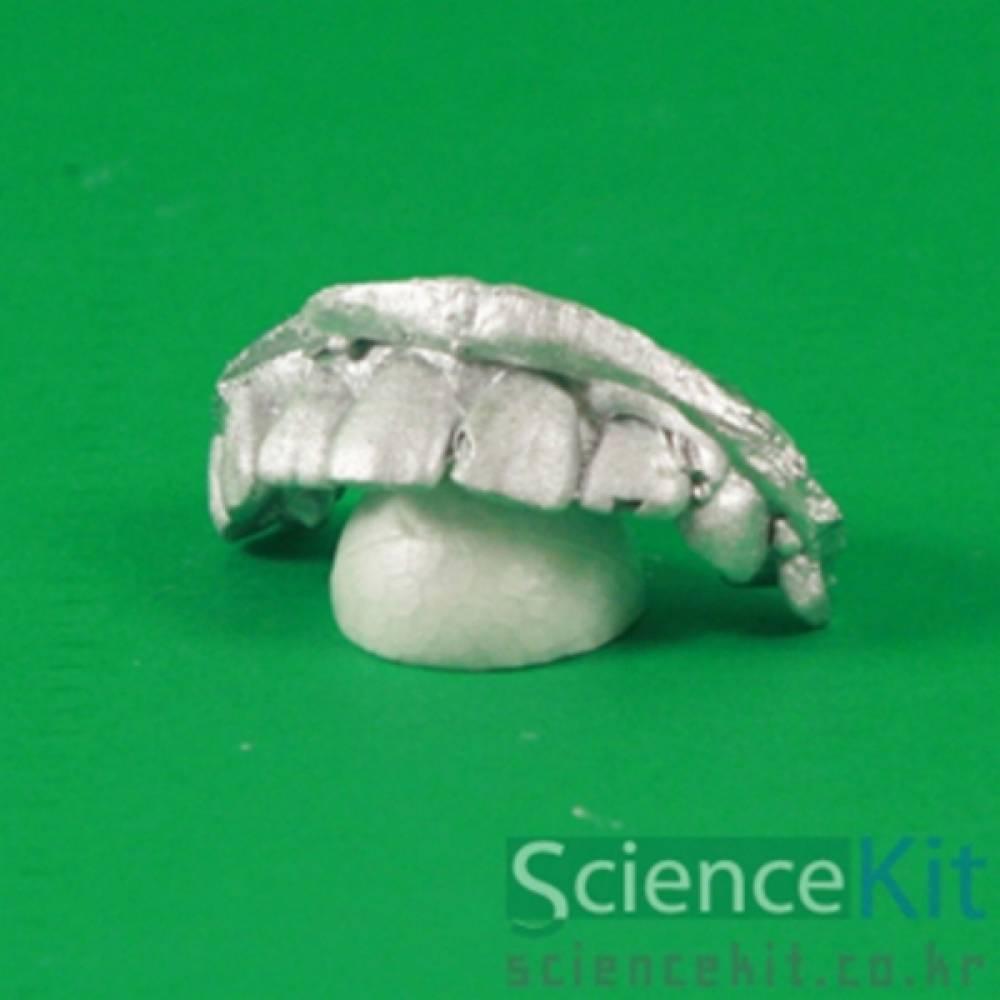 내 이는 몇 개 (12인용)