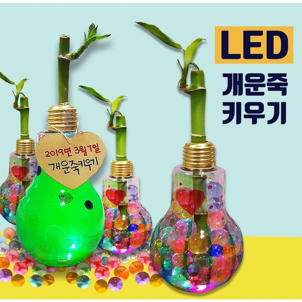 두두엠 LED 반짝반짝 개운죽 키우기 5인세트