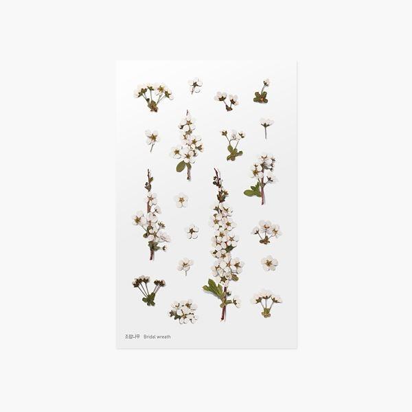 압화스티커_조팝나무