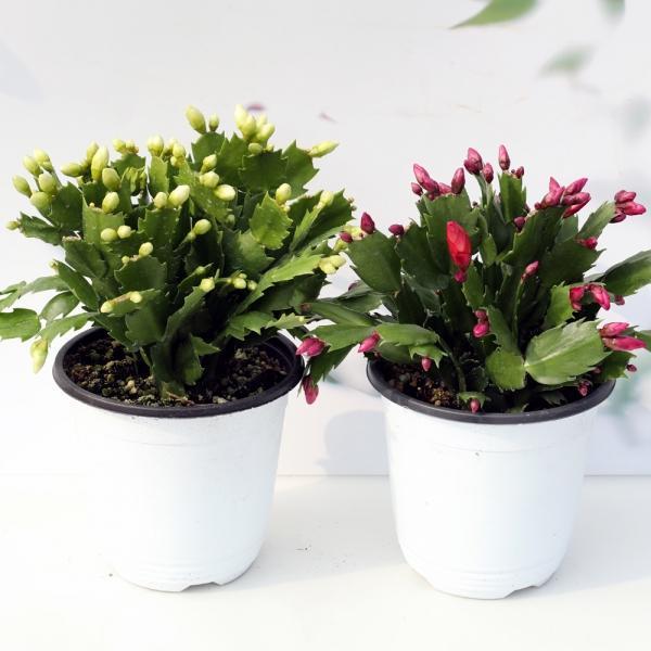 게발선인장(중품) 1+1 매력적인  크리스마스선인장