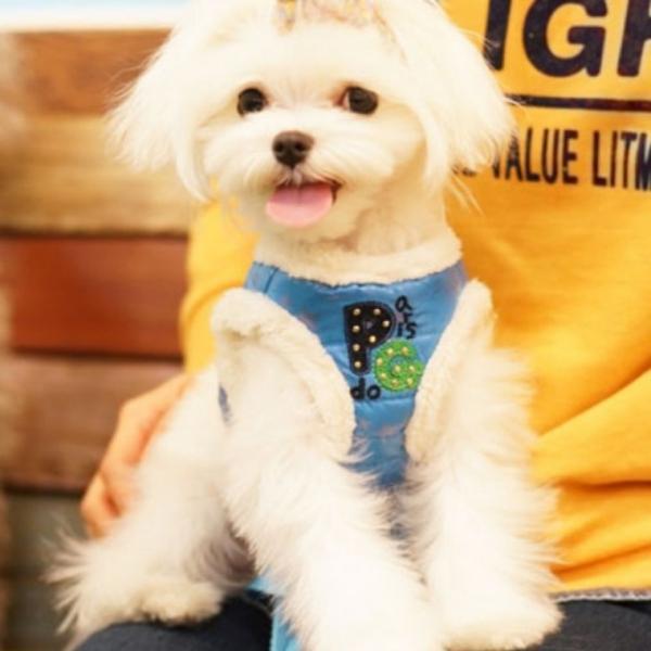 패리스독 강이지 리드줄 하네스 애견 개줄 패딩 블루