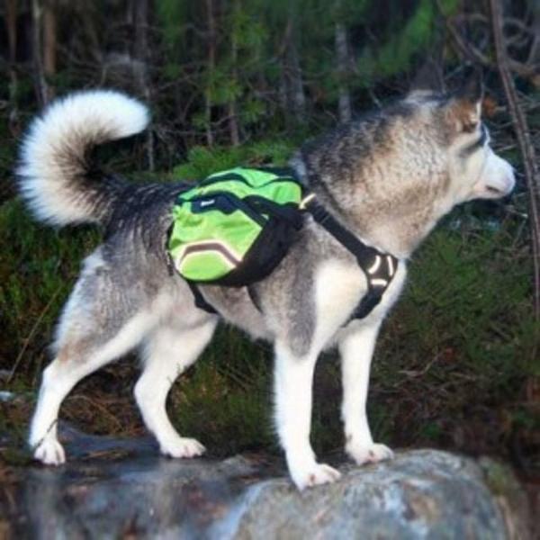 강아지 산책 백팩 가방 간식통 짐가방 외출 배낭 M