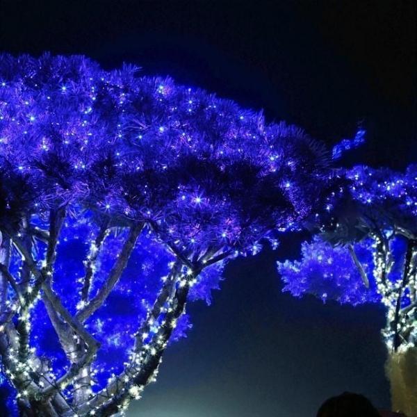 코지 100구 녹색선 트리전구 크리스마스조명