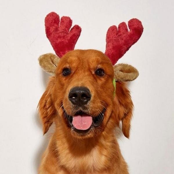 크리스마스 산타 강아지 루돌프 머리띠 L사이즈 머리 루돌프 크리스마스 사슴뿔 강아지 옷 용품