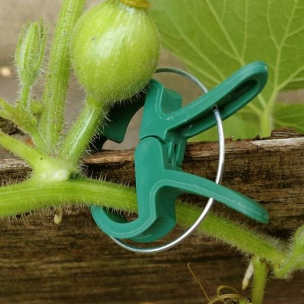 가지줄기집게 호박 가지 정원클램프 빠르게설치 식물지지대 소 10p