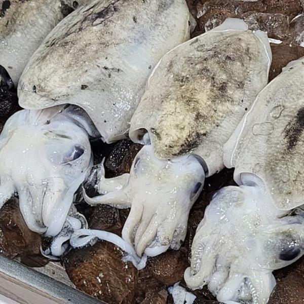 국내산 냉동 갑오징어 3kg