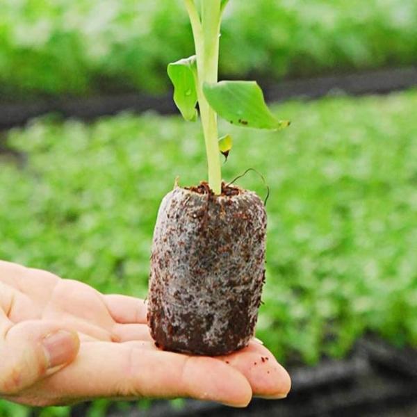 압축 상토 지피펠렛 10개 발아 정식