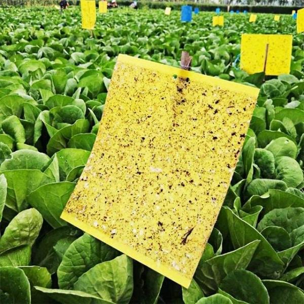 초파리트랩 퇴치 20cm 해충 날벌레