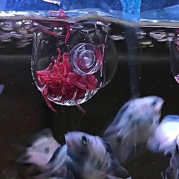 피딩컵 생먹이 급여 물고기