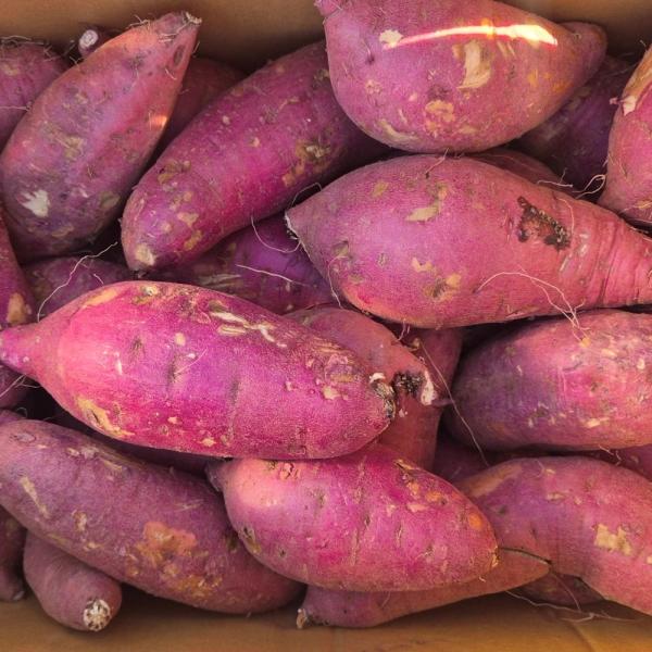 꿀밤고구마 5kg 상특