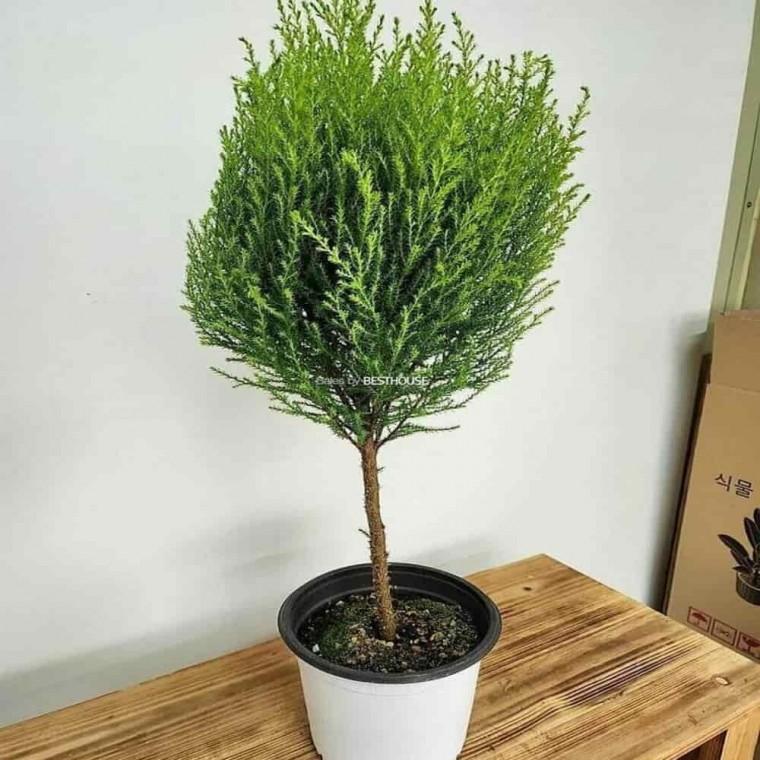 거실화초 율마토피어리 율마화분 율마 토피어리 약60cm