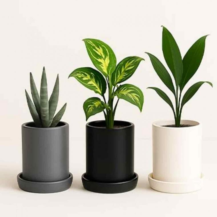 장식용화분 사무실테이블화분 창가화분 도자기화분 받침 세트 무광 8x8 3set
