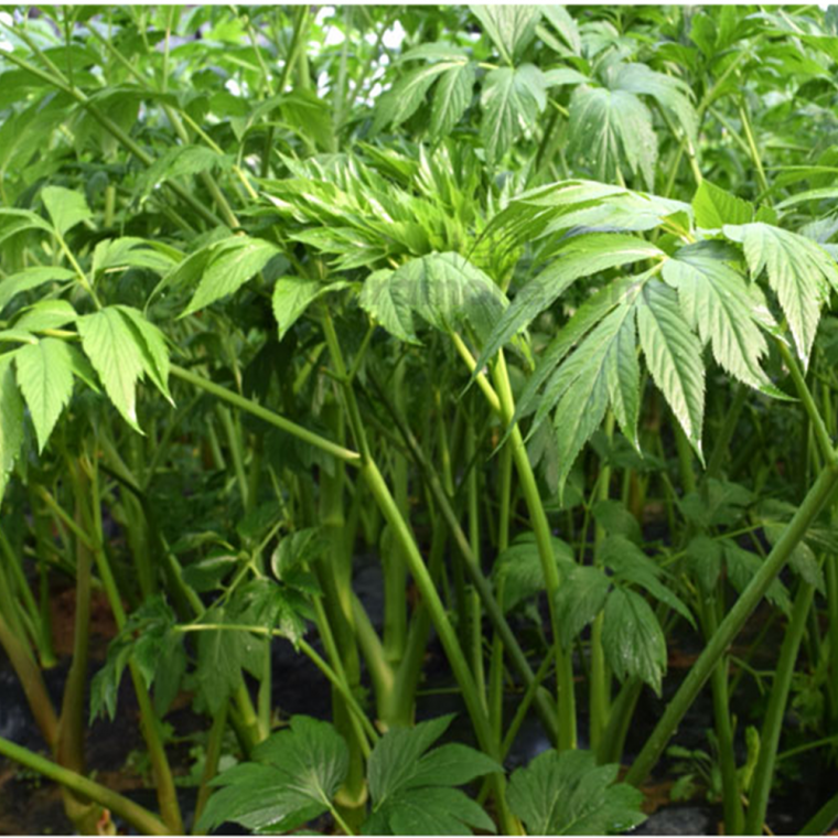 Ashitaba seeds 신선초 씨앗 명일엽 100알