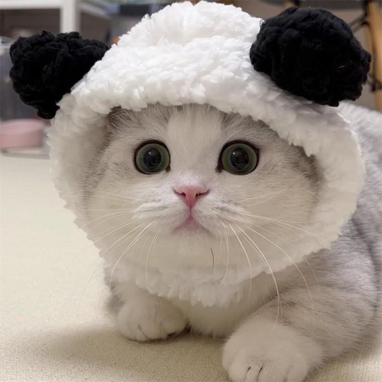 고양이 털모자 고양이니트모자 강아지비니 강아지모자