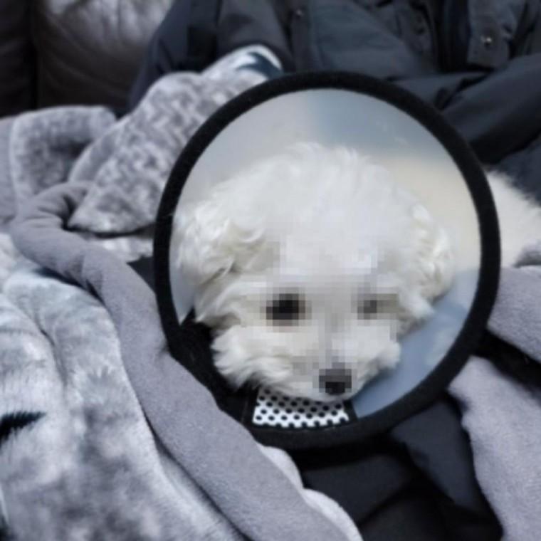 7호 찍찍이 강아지 둘레 17m 고양이 넥카라 깔대기 목 보호대 고정대 중성화 넥칼라