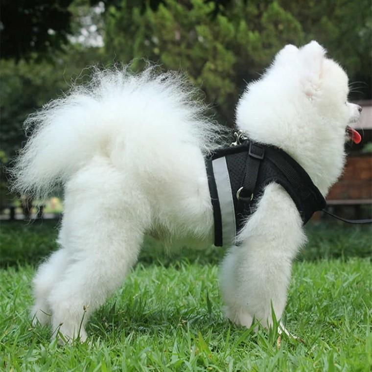 빛반사 애견하네스 리드줄 세트 L 블랙 소형견리드줄 허리리드줄