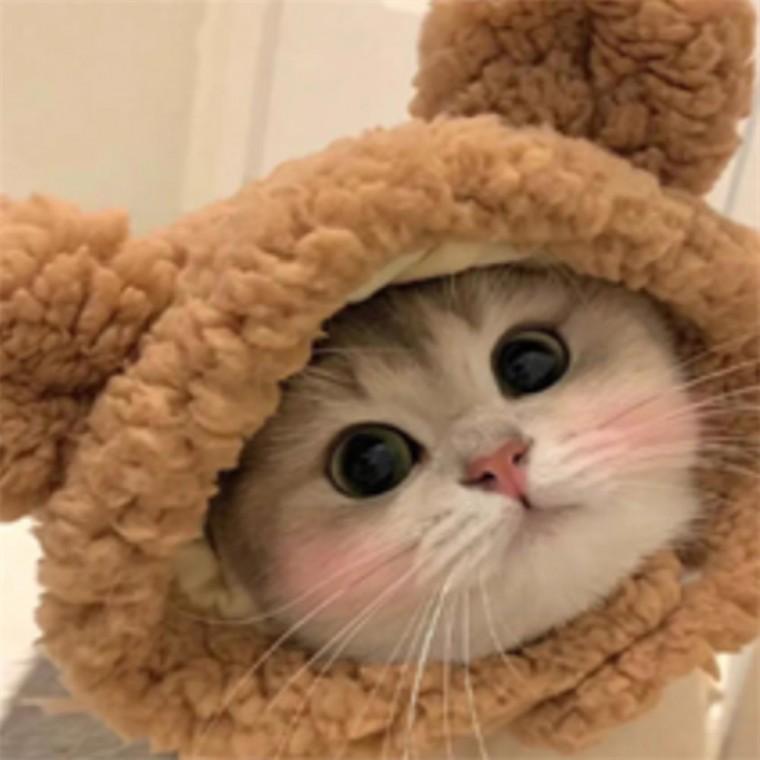 반려동물파티모자 강아지생일파티용품 강아지겨울모자 강아지생일모자
