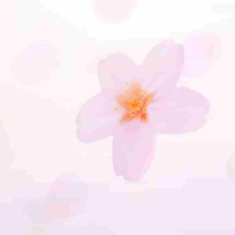 투명벚꽃 Pink M 떡메모지 고급메모지 떡메모