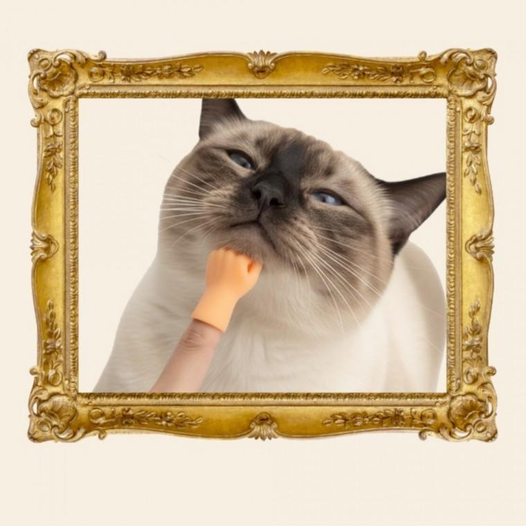 고양이 펫 마사지 반려동물마사지 그루밍마사지
