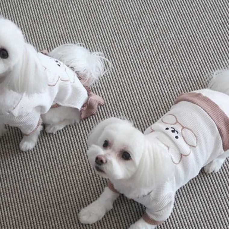 반려견 사계절 봄 여름 티셔츠 원피스 패션 스타일