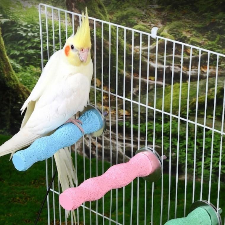 앵무새 횟대