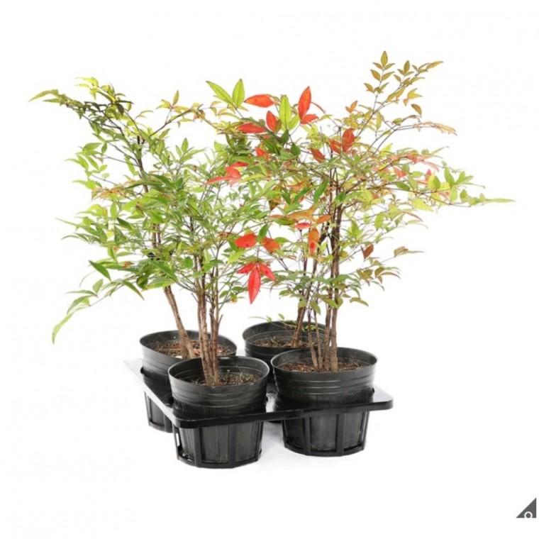 남천 4개입 재배분 58cm