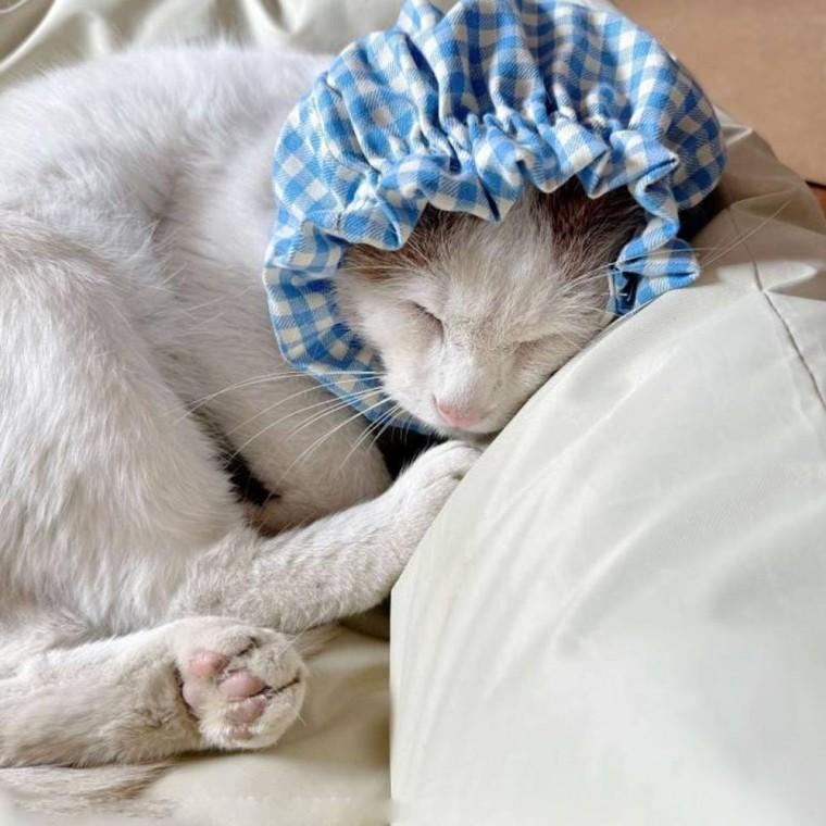 고양이 중성화 고양이중성화 넥카라 헤어밴드 강아지 귀덮개 넥워머