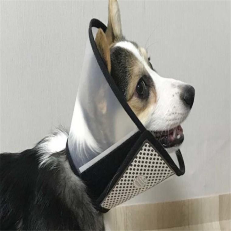 반려동물 목보호대반투명 강아지꼬깔 애견용품