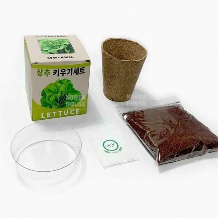 샐러드채소키우기 상추재배기 베란다화분 베란다텃밭 상추 키우기