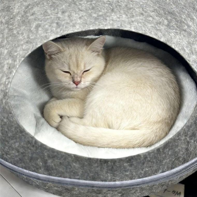 고양이 발바닥형 숨숨집 돔형 은신 하우스 고양이집 반폐쇄 원형 지퍼 분리형 실내용
