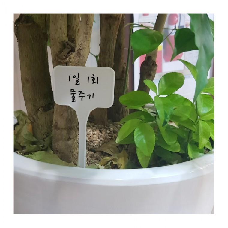 작물 표시 싸인 꽂이 텃밭 이름표 푯말 원예 식물 화분 네임택 재배