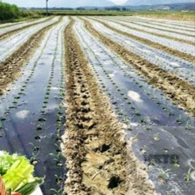 멀칭비닐 유공 텃밭용 10m 농사용검정비닐 유공비닐 비닐멀칭 농업용비닐 텃밭멀칭비닐