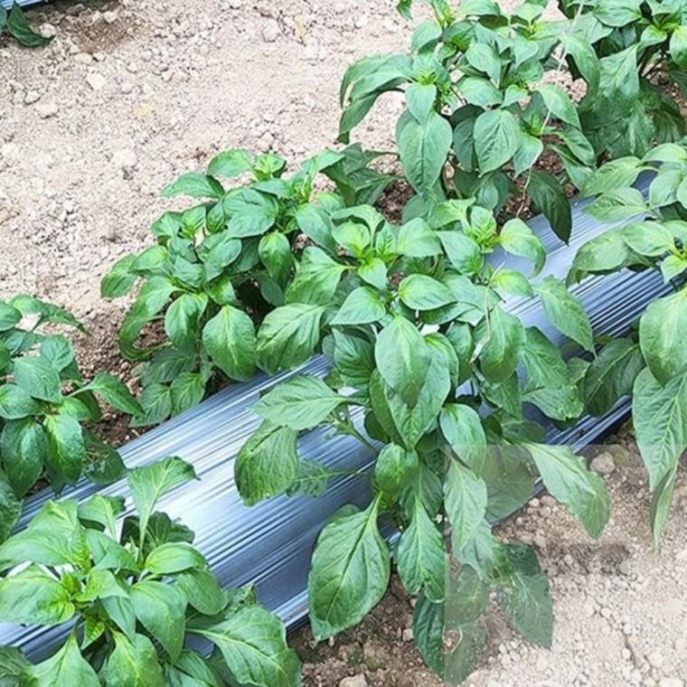 멀칭비닐 유공 텃밭용 95cmx20m 농자재비닐 농사용멀칭비닐 마늘비닐 유공비닐 농업용검정비닐