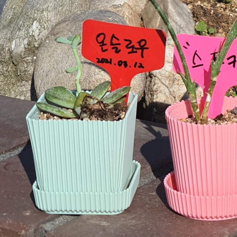 화분픽 T형 식물 라벨 이름표 대 100P
