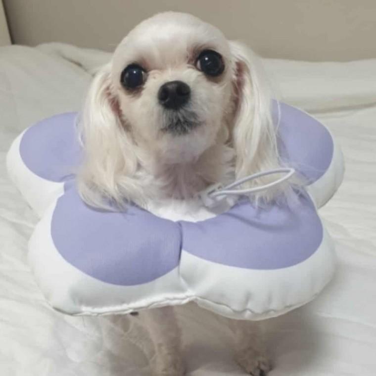 반려동물 넥카라 퍼플 M 강아지넥쿠션 강아지중성화수술넥카라 강아지카라 강아지목카라 쿠션넥카라