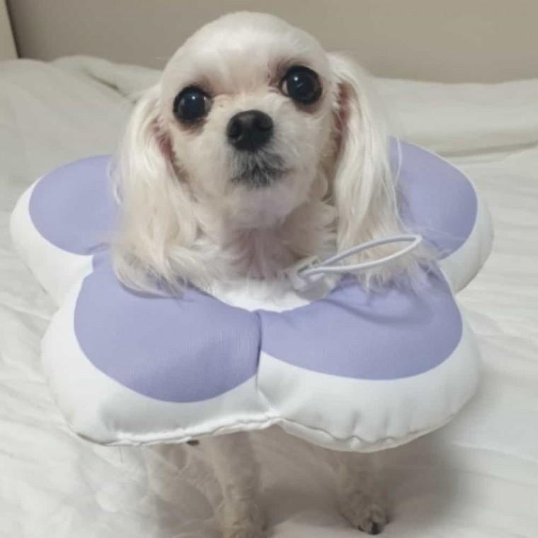 꽃 강아지쿠션넥카라 퍼플 M 고양이넥카라 애견넥카라 강아지목쿠션
